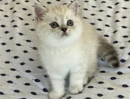 British Shorthair 1 Yaşında Eş Arıyorum - 118969277