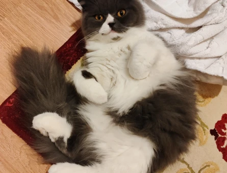 Scottish Longhair 1 Yaşında Eş Arıyor - 118969278