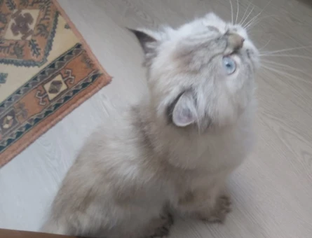 Chinchilla 2 Yaşında Eş Arıyor - 118969281