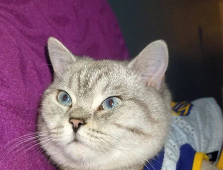 British Shorthair 1 Yaşında Eş Arıyor - 118969284