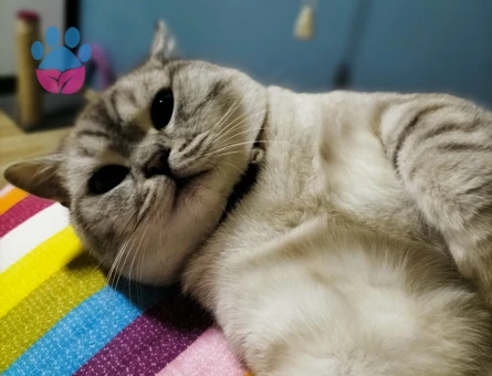 British Shorthair 1 Yaşında Eş Arıyor
