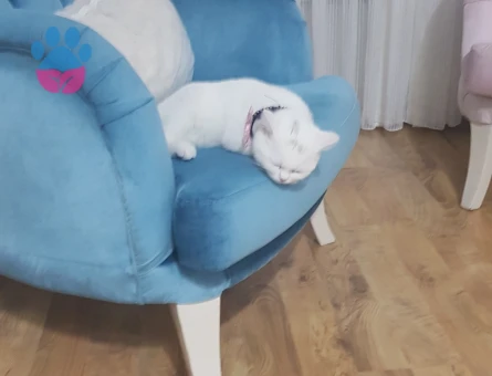 Guzel kızıma eş ariyorum