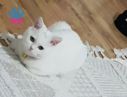 Guzel kızıma eş ariyorum