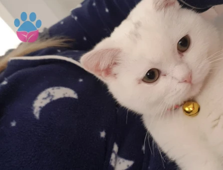 Guzel kızıma eş ariyorum