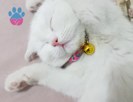 Guzel kızıma eş ariyorum