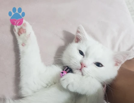 Guzel kızıma eş ariyorum