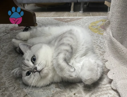 Ogluma eş arıyorum