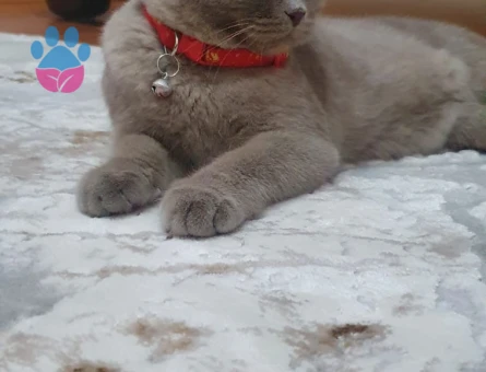 British Shorthair Kedimiz İçin