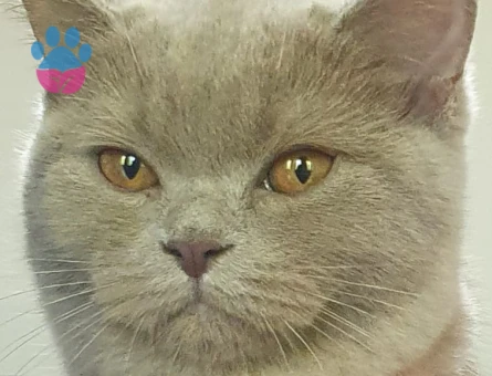 British Shorthair Kedimiz İçin