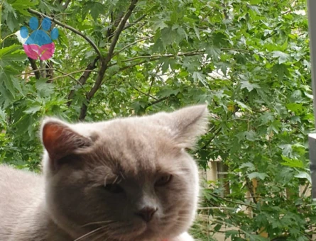 British Shorthair Kedimiz İçin