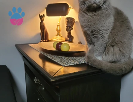 British Shorthair Kedimiz İçin