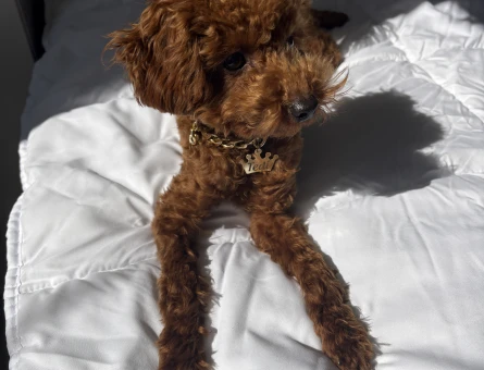 Poodle oğlumuza eş arıyoruz - 118977475