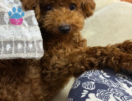 Poodle oğlumuza eş arıyoruz