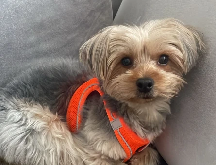 Morkie oğluma eş arıyorum - 118977479