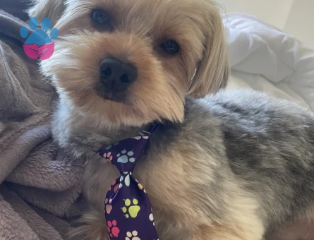 Morkie oğluma eş arıyorum