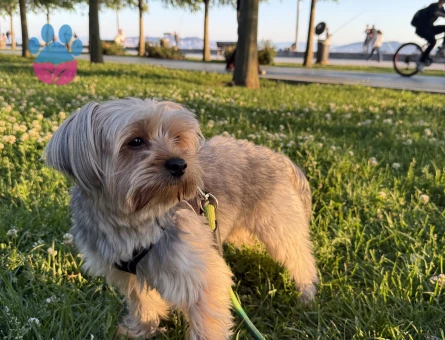 Morkie oğluma eş arıyorum