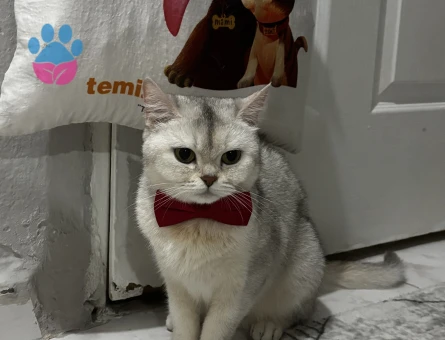 Kızım miaya eş arıyorum