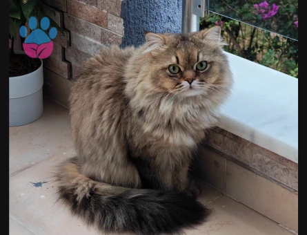 British Longhair 1.5 yaş oğluma eş arıyorum