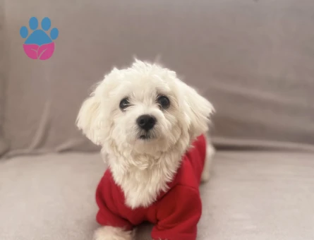 Maltese Terrier 1 Yaşında Eş Arıyor