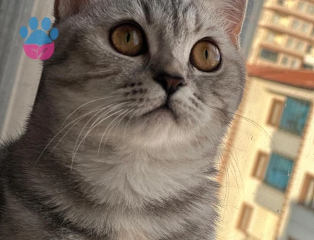 British Shorthair Dişi Kedim Kızgınlıkta