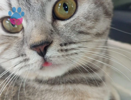 British Shorthair Dişi Kedim Kızgınlıkta