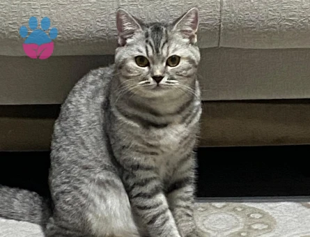 British Shorthair Dişi Kedim Kızgınlıkta