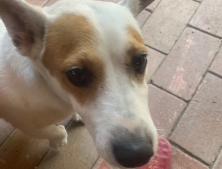 Jack Russel 5 Yaşında Erkek köpeğimize eş arıyoruz - 118969930