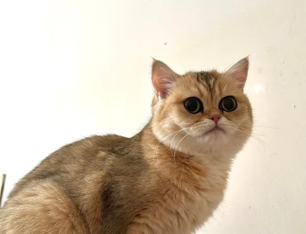 British Shorthair Golden Ny12 - 118969938