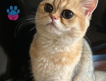 British Shorthair Golden Ny12