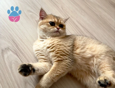 British Shorthair Golden Ny12