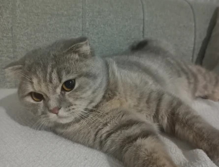 Scottish Fold Eş Arıyorum 1 Yaşında - 118969939