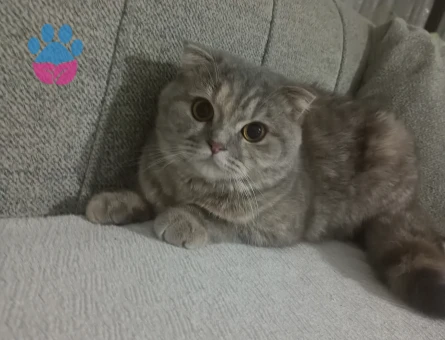 Scottish Fold Eş Arıyorum 1 Yaşında