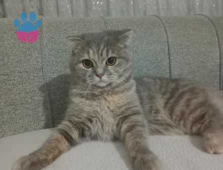 Scottish Fold Eş Arıyorum 1 Yaşında