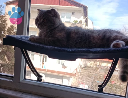 Scottish Fold Eş Arıyorum 1 Yaşında