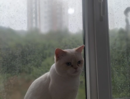 Mars'a dişi kedi arıyorum - 118969945