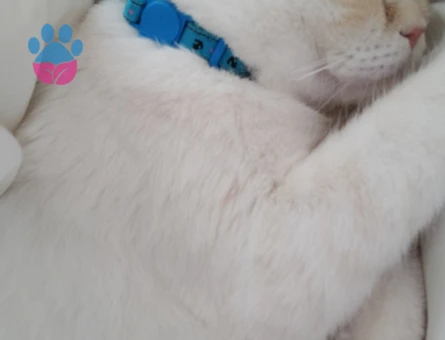 Mars'a dişi kedi arıyorum