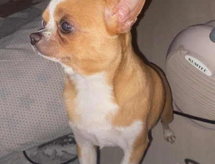 Safkan Chihuahua - 118978097