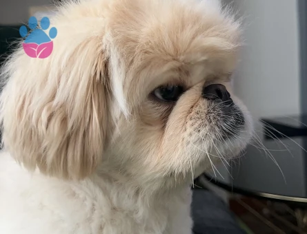 Yakışıklı oğluma dişi eş arıyorum