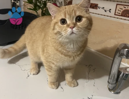 Oğluma dişi arıyorum