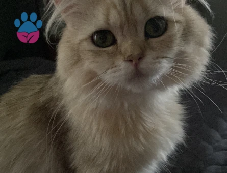 Oğlumuza eş arıyoruz