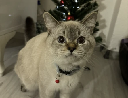 1 Yaşında British Shorthair Kedim Eş Arıyor - 118984309