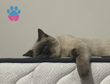 British Shorthair Yakışıklı Oğluma Dİşi Eş Arıyorum - 118984310