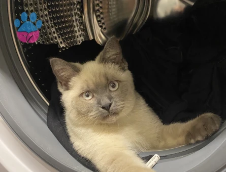 British Shorthair Yakışıklı Oğluma Dİşi Eş Arıyorum