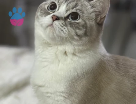 British Shorthair İzmit Kedime Eş Arıyorum - 118984311
