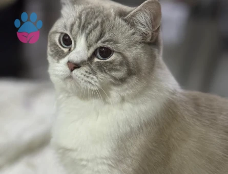 British Shorthair İzmit Kedime Eş Arıyorum