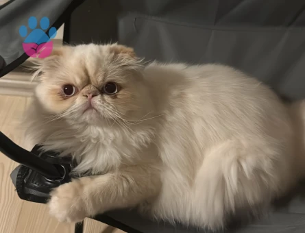 1 Yaşında Exotic Longhair Eş Arıyor - 118984312