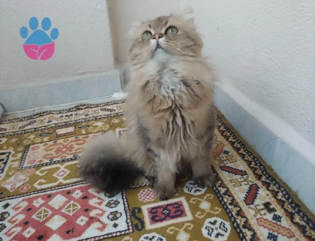 Bristih Longhair 2 Yaşında Eş Arıyor