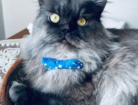 British Longhair Oğlum Duman Eş Arıyor - 118970564