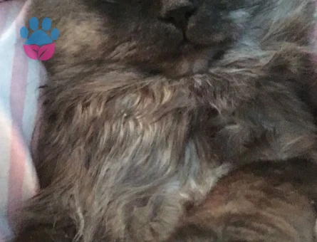 British Longhair Oğlum Duman Eş Arıyor