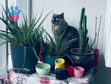 British Longhair Oğlum Duman Eş Arıyor